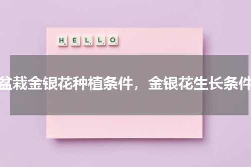 盆栽金银花种植条件，金银花生长条件