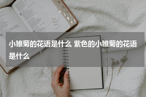小雏菊的花语是什么 紫色的小雏菊的花语是什么