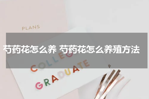 芍药花怎么养 芍药花怎么养殖方法