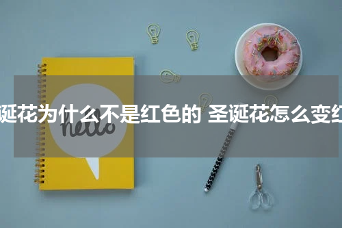 圣诞花为什么不是红色的 圣诞花怎么变红