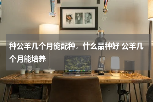 种公羊几个月能配种，什么品种好 公羊几个月能培养