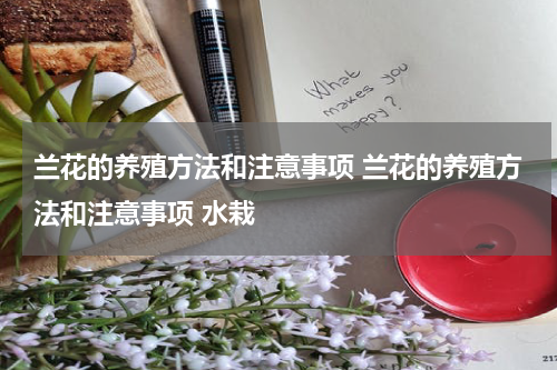 兰花的养殖方法和注意事项 兰花的养殖方法和注意事项 水栽