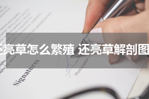 还亮草怎么繁殖 还亮草解剖图