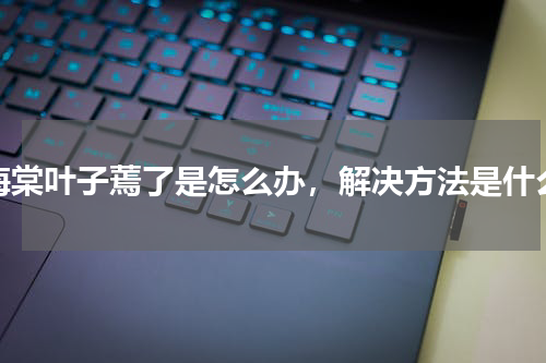 海棠叶子蔫了是怎么办，解决方法是什么