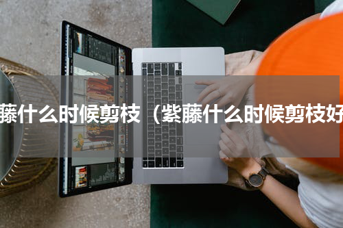 紫藤什么时候剪枝（紫藤什么时候剪枝好）