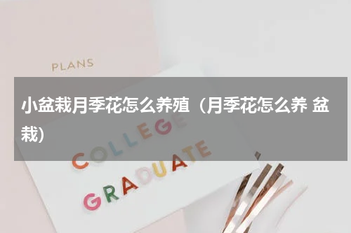 小盆栽月季花怎么养殖（月季花怎么养 盆栽）