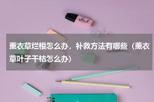 薰衣草烂根怎么办，补救方法有哪些（薰衣草叶子干枯怎么办）