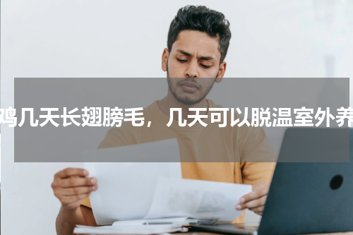 小鸡几天长翅膀毛，几天可以脱温室外养殖