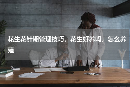 花生花针期管理技巧，花生好养吗，怎么养殖