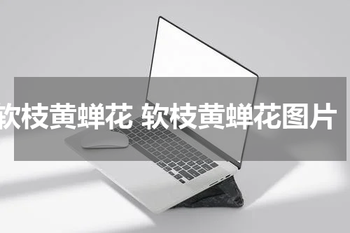 软枝黄蝉花 软枝黄蝉花图片