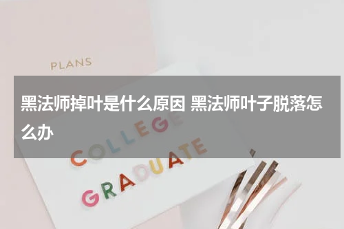 黑法师掉叶是什么原因 黑法师叶子脱落怎么办