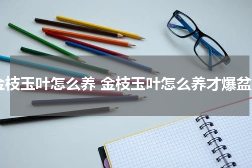 金枝玉叶怎么养 金枝玉叶怎么养才爆盆