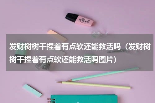 发财树树干捏着有点软还能救活吗（发财树树干捏着有点软还能救活吗图片）