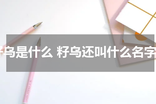 籽乌是什么 籽乌还叫什么名字