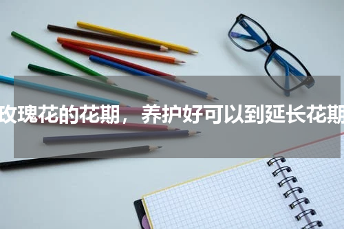 玫瑰花的花期，养护好可以到延长花期