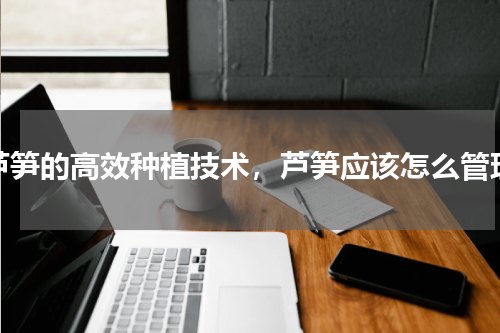 芦笋的高效种植技术，芦笋应该怎么管理