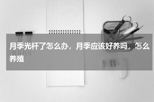 月季光杆了怎么办，月季应该好养吗，怎么养殖