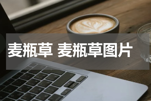 麦瓶草 麦瓶草图片