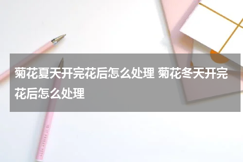 菊花夏天开完花后怎么处理 菊花冬天开完花后怎么处理