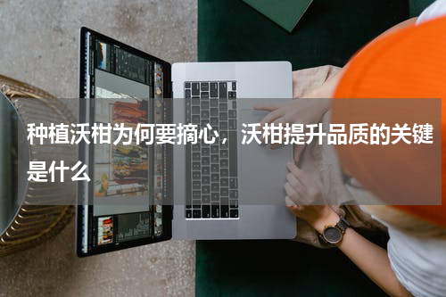 种植沃柑为何要摘心，沃柑提升品质的关键是什么