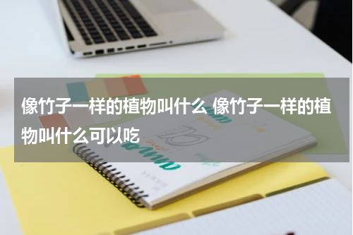 像竹子一样的植物叫什么 像竹子一样的植物叫什么可以吃