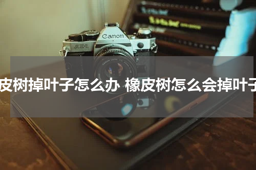 橡皮树掉叶子怎么办 橡皮树怎么会掉叶子