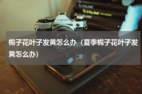 栀子花叶子发黄怎么办（夏季栀子花叶子发黄怎么办）