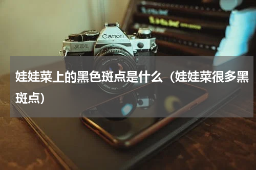 娃娃菜上的黑色斑点是什么（娃娃菜很多黑斑点）