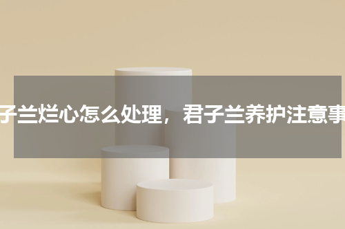 君子兰烂心怎么处理，君子兰养护注意事项