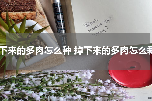 掉下来的多肉怎么种 掉下来的多肉怎么栽