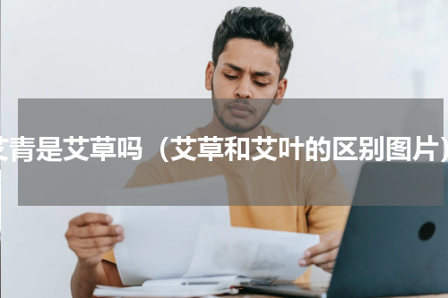 艾青是艾草吗（艾草和艾叶的区别图片）