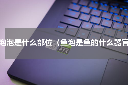 鱼泡泡是什么部位（鱼泡是鱼的什么器官）